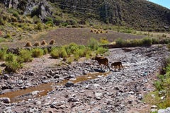 Kor som korsar en flod i Bolivia royaltyfri foto Kor som korsar en flod i Bolivia royaltyfri foto
