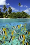 Korallenriff - Tahiti auf französische Polinesien Korallenriff - Tahiti auf französische Polinesien