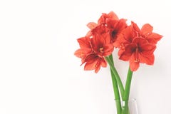 Korallenrote Amaryllis drei im Vase auf weißem Hintergrund stockfotos Korallenrote Amaryllis drei im Vase auf weißem Hintergrund stockfotos