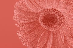 Koralowego koloru abstrakcjonistyczny tło z gerbera w zimy naturze fotografia royalty free Koralowego koloru abstrakcjonistyczny tło z gerbera w zimy naturze fotografia royalty free