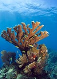koralowy elkhorn rafy underwater obraz stock koralowy elkhorn rafy underwater obraz stock