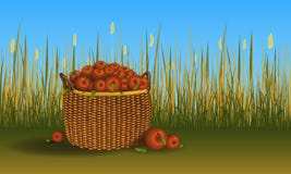 Korb mit Haufen von Äpfeln aus den Grund Feld des Getreides und des Grases auf Hintergrund Auch im corel abgehobenen Betrag stock abbildung Korb mit Haufen von Äpfeln aus den Grund Feld des Getreides und des Grases auf Hintergrund Auch im corel abgehobenen Betrag stock abbildung