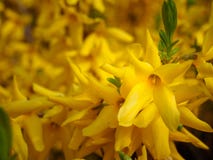 Koreana Forsythia στον κήπο Στοκ Φωτογραφία Koreana Forsythia στον κήπο Στοκ Φωτογραφία