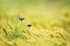Korenbloemen op een gerstgebied stock afbeeldingen Korenbloemen op een gerstgebied stock afbeeldingen