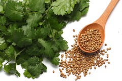 korianderbladeren en zaden op witte hoogste mening worden geïsoleerd die als achtergrond stock foto korianderbladeren en zaden op witte hoogste mening worden geïsoleerd die als achtergrond stock foto