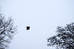 Korpsvart skjuta i höjden i himlen arkivfoton Korpsvart skjuta i höjden i himlen arkivfoton