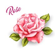 Kort för bröllop för blomma för vektorvattenfärgros vektor illustrationer Kort för bröllop för blomma för vektorvattenfärgros vektor illustrationer