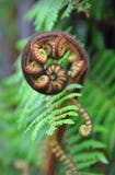 Koru Tree Fern Symbol of New Zealand
