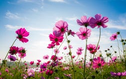 Kosmosblommafältet royaltyfria bilder Kosmosblommafältet royaltyfria bilder