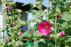 kota kraju krowy figlarki życie Flowerl Ukraina zdjęcia stock kota kraju krowy figlarki życie Flowerl Ukraina zdjęcia stock