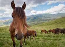 Koński pasanie na halnej łące Fotografia Stock Koński pasanie na halnej łące Fotografia Stock