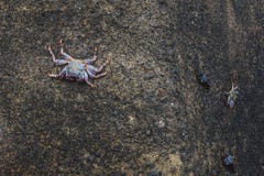 Krab drie op de rots in kust van Tenerife stock foto Krab drie op de rots in kust van Tenerife stock foto