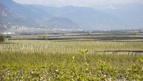 Krajobraz owocowe plantacje w Trentino Altowy Adige, Włochy Wiosna czas… wzrastał liście, naturalny tło zielony krajobraz zdjęcia stock Krajobraz owocowe plantacje w Trentino Altowy Adige, Włochy Wiosna czas… wzrastał liście, naturalny tło zielony krajobraz zdjęcia stock