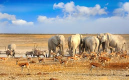 Krajobraz wibrujący waterhole w Etosha obrazy royalty free Krajobraz wibrujący waterhole w Etosha obrazy royalty free