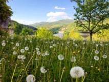 Krajobraz z wzgórzami, rzeka i pole dandelions w wiośnie fotografia stock Krajobraz z wzgórzami, rzeka i pole dandelions w wiośnie fotografia stock