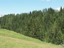 Krajobraz zielona paśnik ziemia, świerkowi drzewa i dolomity, Południowy Tyrol, Włochy zdjęcie royalty free Krajobraz zielona paśnik ziemia, świerkowi drzewa i dolomity, Południowy Tyrol, Włochy zdjęcie royalty free