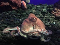 Krake im Aquarium lizenzfreie stockfotografie Krake im Aquarium lizenzfreie stockfotografie