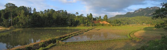 Kreisricefields stockfotos Kreisricefields stockfotos