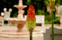 Krim oranje-groene bloem royalty-vrije stock afbeelding Krim oranje-groene bloem royalty-vrije stock afbeelding