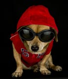 Krimineller Hund lizenzfreie stockfotos Krimineller Hund lizenzfreie stockfotos
