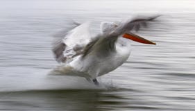 Kroeskoppelikaan, Dalmatian Pelican, Pelecanus crispus royalty free stock photo Kroeskoppelikaan, Dalmatian Pelican, Pelecanus crispus royalty free stock photo