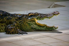 krokodil Krokodillen die bij Krokodillandbouwbedrijf rusten stock afbeeldingen krokodil Krokodillen die bij Krokodillandbouwbedrijf rusten stock afbeeldingen
