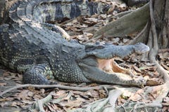 Krokodil nehmen ein Sonnenbad, lebend mit Freiheit lizenzfreie stockfotografie Krokodil nehmen ein Sonnenbad, lebend mit Freiheit lizenzfreie stockfotografie