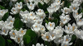 krokus krokus