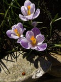 krokus Fjädra krokus med nyckelpigan på solljuskonstljus Unik färg av vårkrokusblomman i trädgård Ingen stolpeprocess Royaltyfria Foton krokus Fjädra krokus med nyckelpigan på solljuskonstljus Unik färg av vårkrokusblomman i trädgård Ingen stolpeprocess Royaltyfria Foton