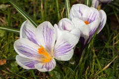 Krokus kwitnie w parku zdjęcie stock Krokus kwitnie w parku zdjęcie stock