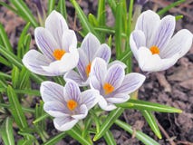 Krokusbloemen bij de lente stock afbeelding Krokusbloemen bij de lente stock afbeelding