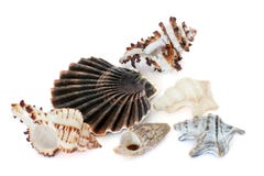 Kroonslakshells Overzeese bewoners Prachtige aard Zeeschelpen op een witte achtergrond royalty-vrije stock foto's Kroonslakshells Overzeese bewoners Prachtige aard Zeeschelpen op een witte achtergrond royalty-vrije stock foto's