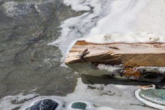 Kryp på en träinloggning banken av en ström, Altai, Ryssland arkivfoton Kryp på en träinloggning banken av en ström, Altai, Ryssland arkivfoton