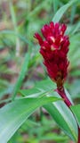 Kräppingefära, malayingefära, spiral flagga royaltyfria bilder Kräppingefära, malayingefära, spiral flagga royaltyfria bilder