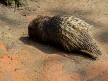 krönad indisk porcupine arkivfoto krönad indisk porcupine arkivfoto