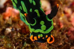 kubaryana\'s nembrotha nudibranch sea slug