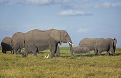 Kudde van Afrikaanse Olifanten op weiland stock afbeeldingen Kudde van Afrikaanse Olifanten op weiland stock afbeeldingen