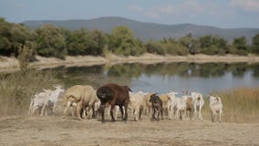 Kudde van geiten en schapen die aan de vijver lopen stock video Kudde van geiten en schapen die aan de vijver lopen stock video