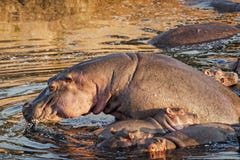 Kudde van hippo royalty-vrije stock fotografie Kudde van hippo royalty-vrije stock fotografie