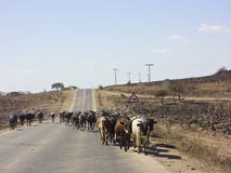 Kudde van koeien die weg nabijgelegen Salalah lopen stock fotografie Kudde van koeien die weg nabijgelegen Salalah lopen stock fotografie
