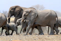 Kudde van Olifanten in de Etosha-Pan - Namibië royalty-vrije stock fotografie Kudde van Olifanten in de Etosha-Pan - Namibië royalty-vrije stock fotografie