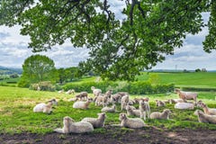 Kudde van Schapen onder Boomtakken royalty-vrije stock foto Kudde van Schapen onder Boomtakken royalty-vrije stock foto