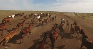 Kudde van wild paarden die over vlaktes lopen stock footage Kudde van wild paarden die over vlaktes lopen stock footage