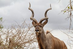 Kudu Bull con espiral formó los cuernos en el parque de Kruger imagen de archivo Kudu Bull con espiral formó los cuernos en el parque de Kruger imagen de archivo