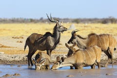 Kudu S Drinking Water Stock Image
