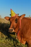 Kuh mit birtday Hut lizenzfreies stockfoto Kuh mit birtday Hut lizenzfreies stockfoto