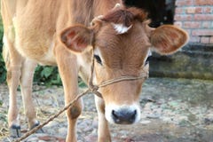 Kuhkalb gebunden mit Seil lizenzfreie stockfotos Kuhkalb gebunden mit Seil lizenzfreie stockfotos