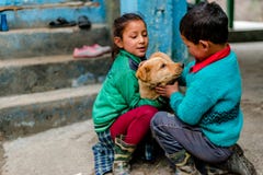 Kullu, Himachal Pradesh, Indien - 4. Februar 2019: Indischer Hund mit Kindern in Himalaja-Bergen, Himachal Pradesh stockfotografie Kullu, Himachal Pradesh, Indien - 4. Februar 2019: Indischer Hund mit Kindern in Himalaja-Bergen, Himachal Pradesh stockfotografie