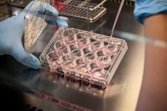 Kultur för Stemcell i ett laboratorium arkivbilder Kultur för Stemcell i ett laboratorium arkivbilder