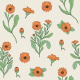 Kulör botanisk sömlös modell med den blommande calendulaväxten, snittblomma Fotografering för Bildbyråer Kulör botanisk sömlös modell med den blommande calendulaväxten, snittblomma Fotografering för Bildbyråer